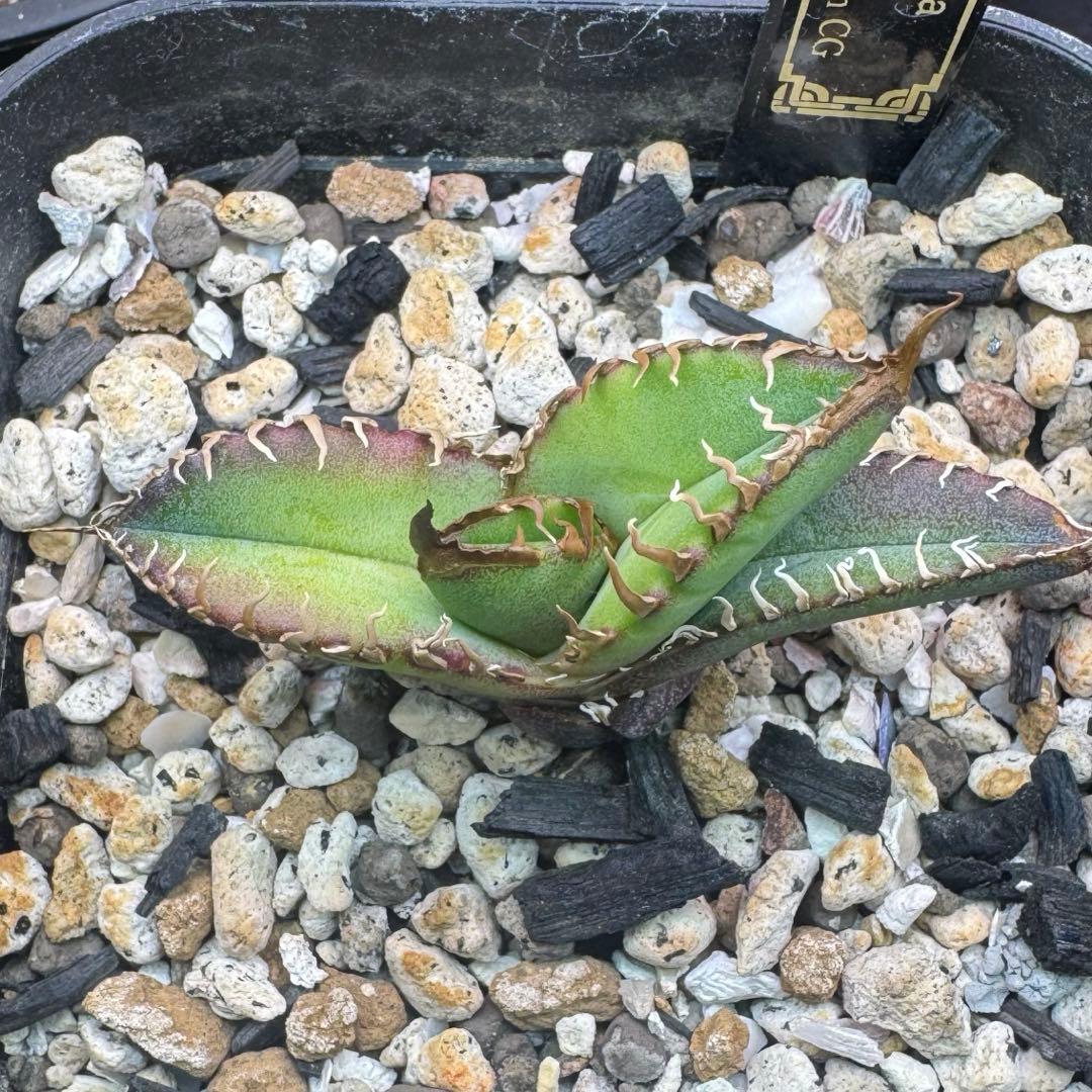 【発根済】アガベ スーパーチタノタ 子株