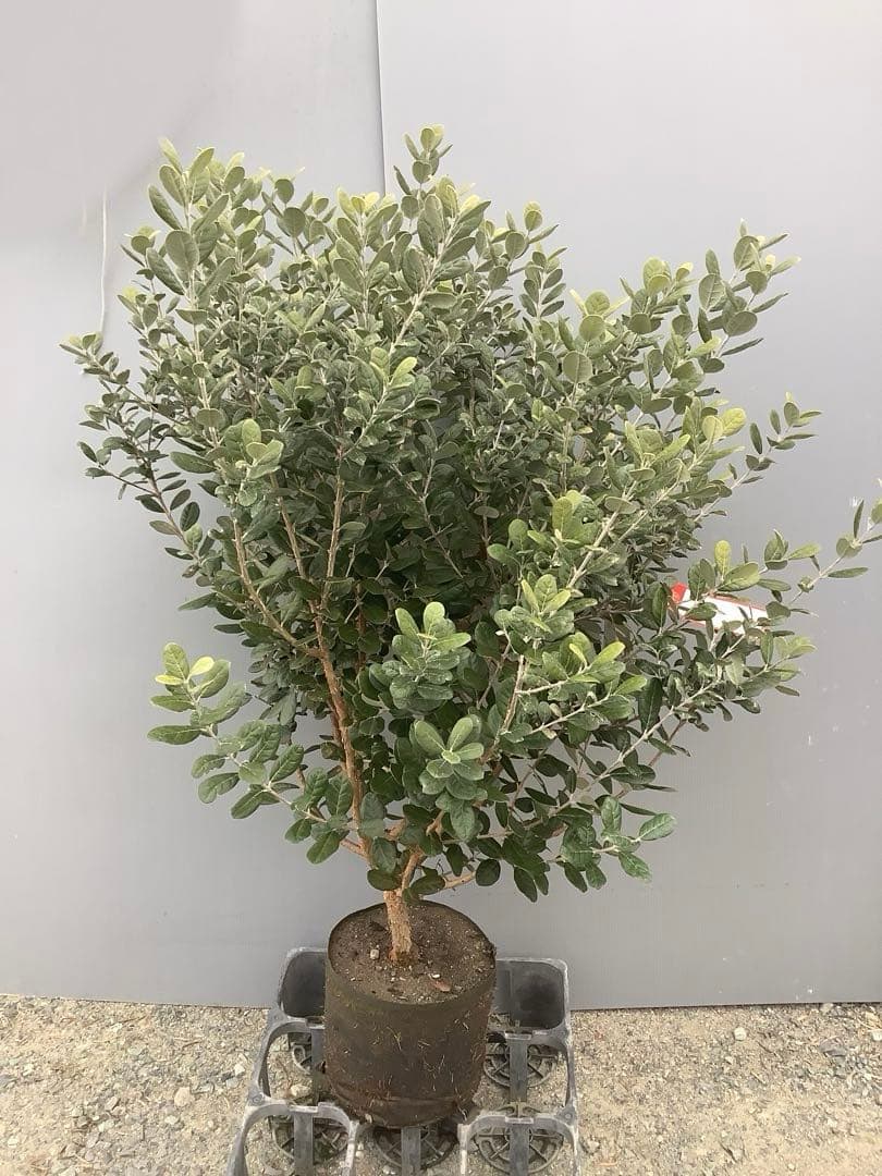 8-1果樹【フェイジョア】樹高約101cm【送料込み】