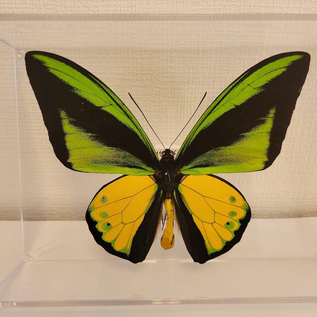 蝶の標本　トリバネの王様(珍A)