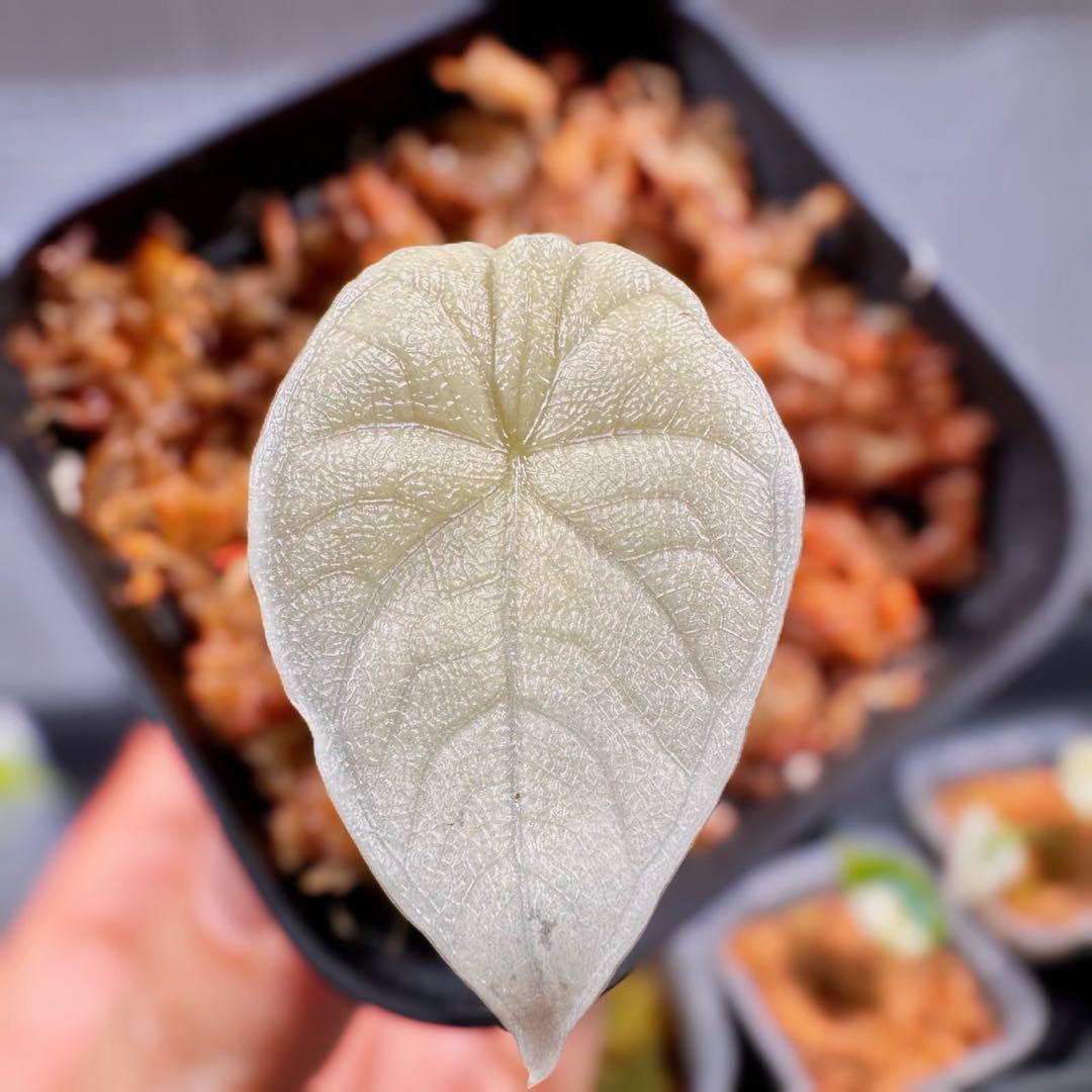 アロカシア メロ アルボ バリエガータ 斑入り