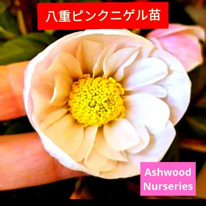 クリスマスローズ　dd　ピンク　ニゲル　アッシュードセルフ実生２年３号ポット　苗