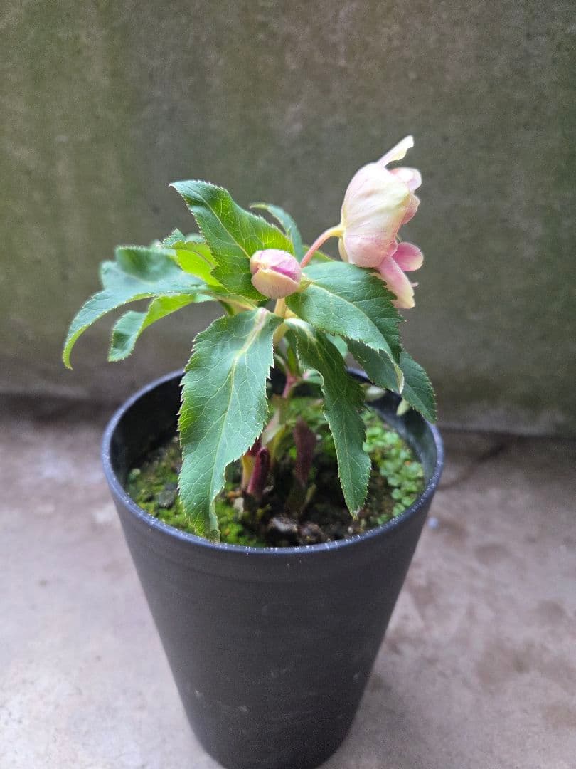 まい様お取り置き専用 クリスマスローズ 広瀬園芸【ソレイユ】開花株　認定