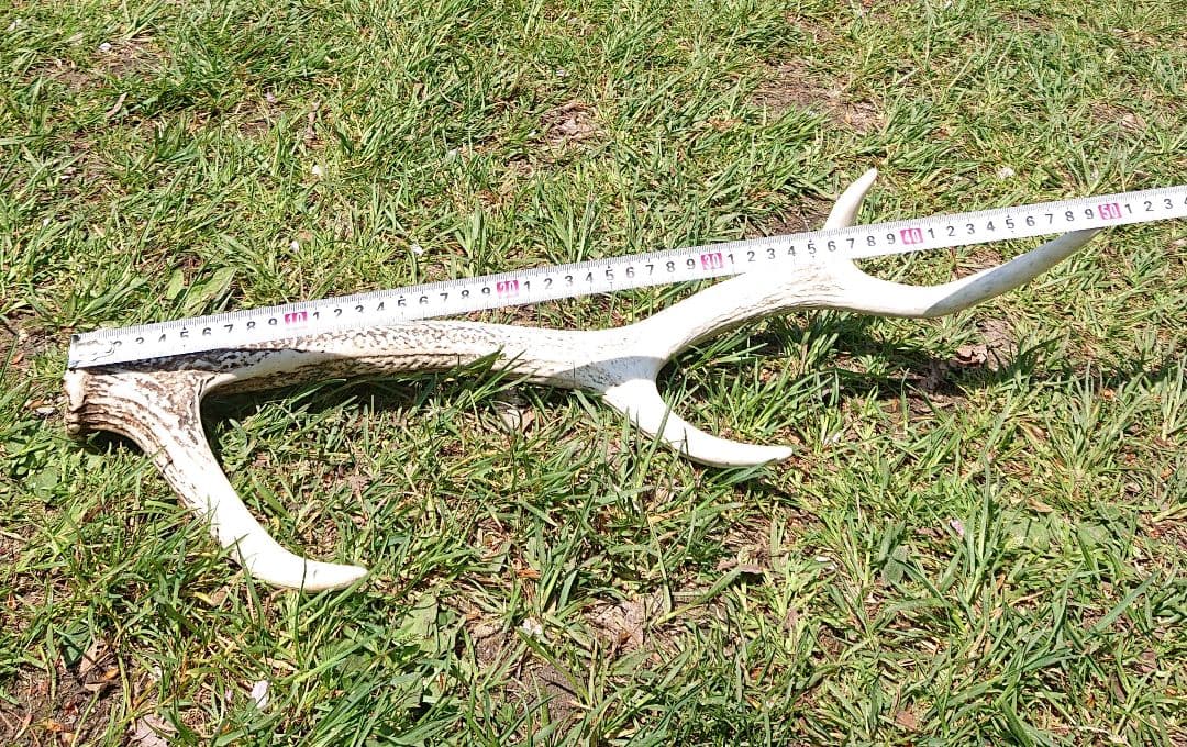 北海道エゾシカ角9本