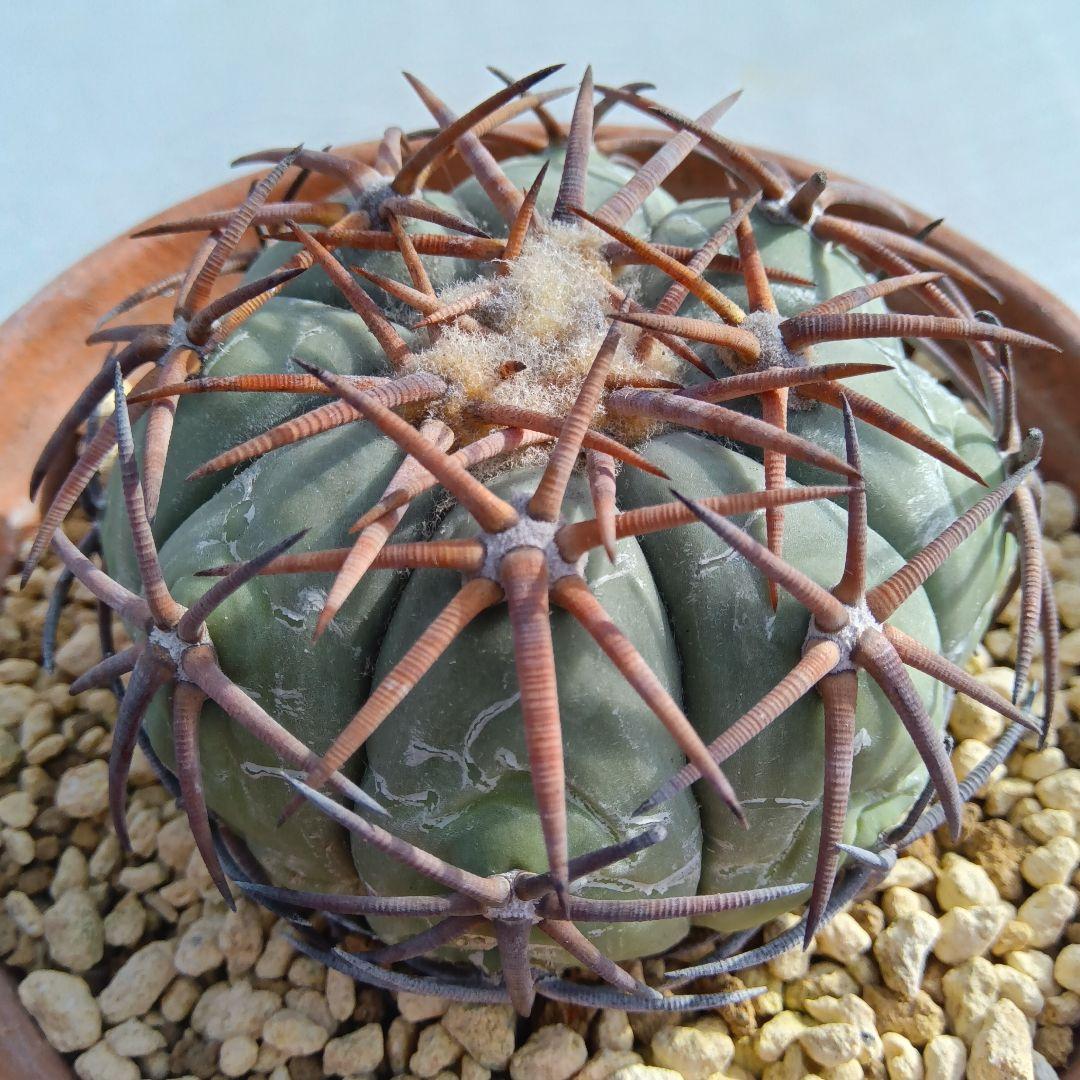 【強刺実生】花王丸エキノカクタス国内繁殖サボテン（太平丸雷帝翠平コピアポア塊根）