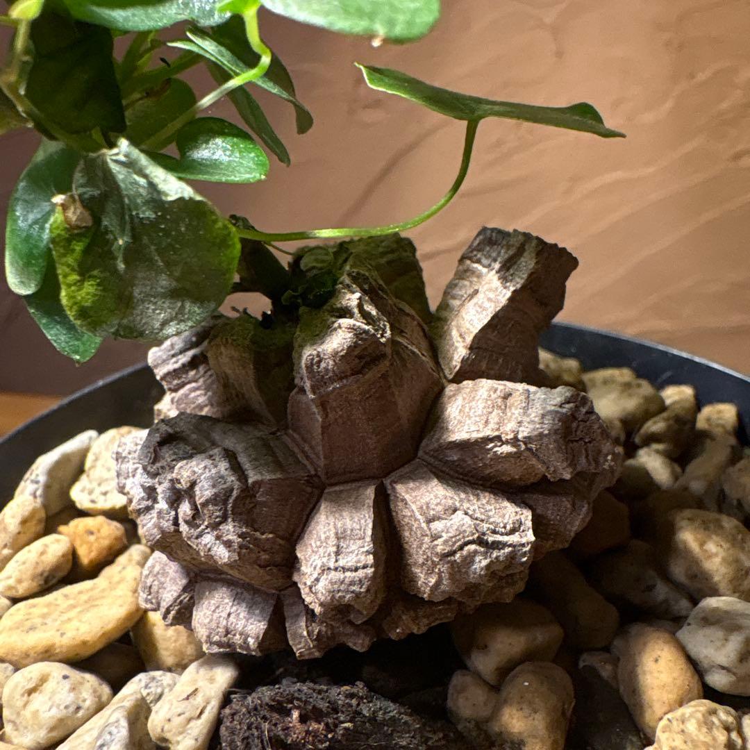 たく おまとめ4株 亀甲竜