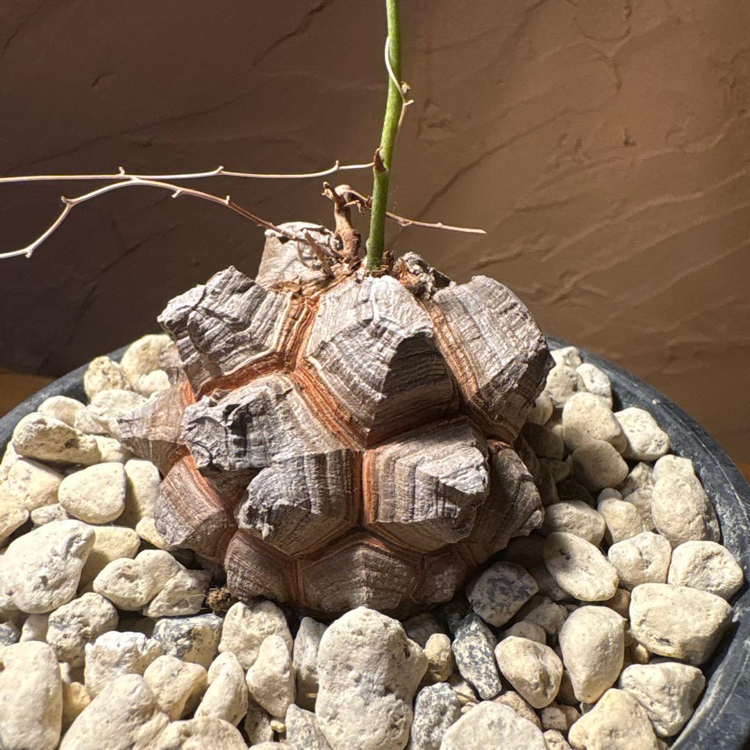 たく おまとめ4株 亀甲竜