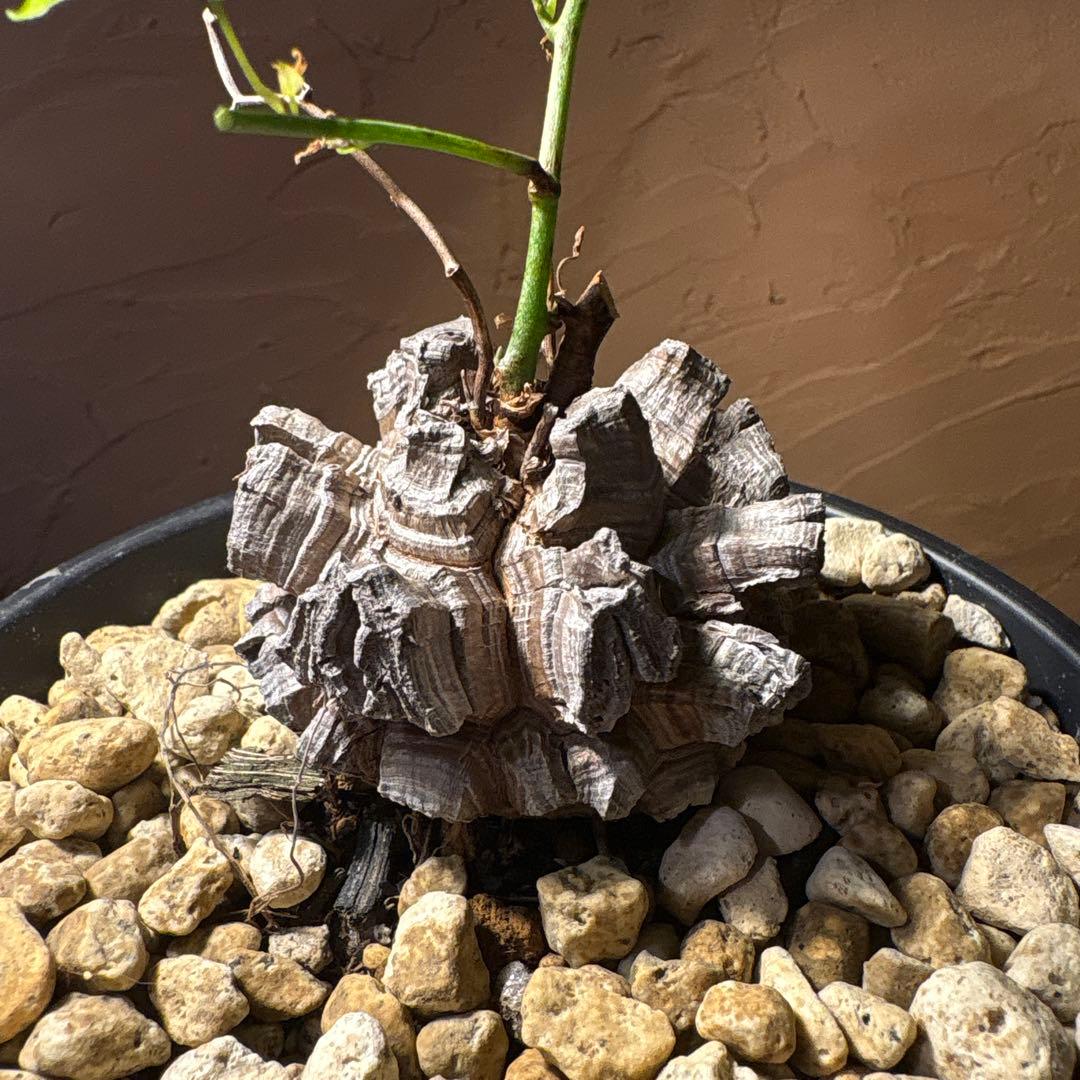 たく おまとめ4株 亀甲竜