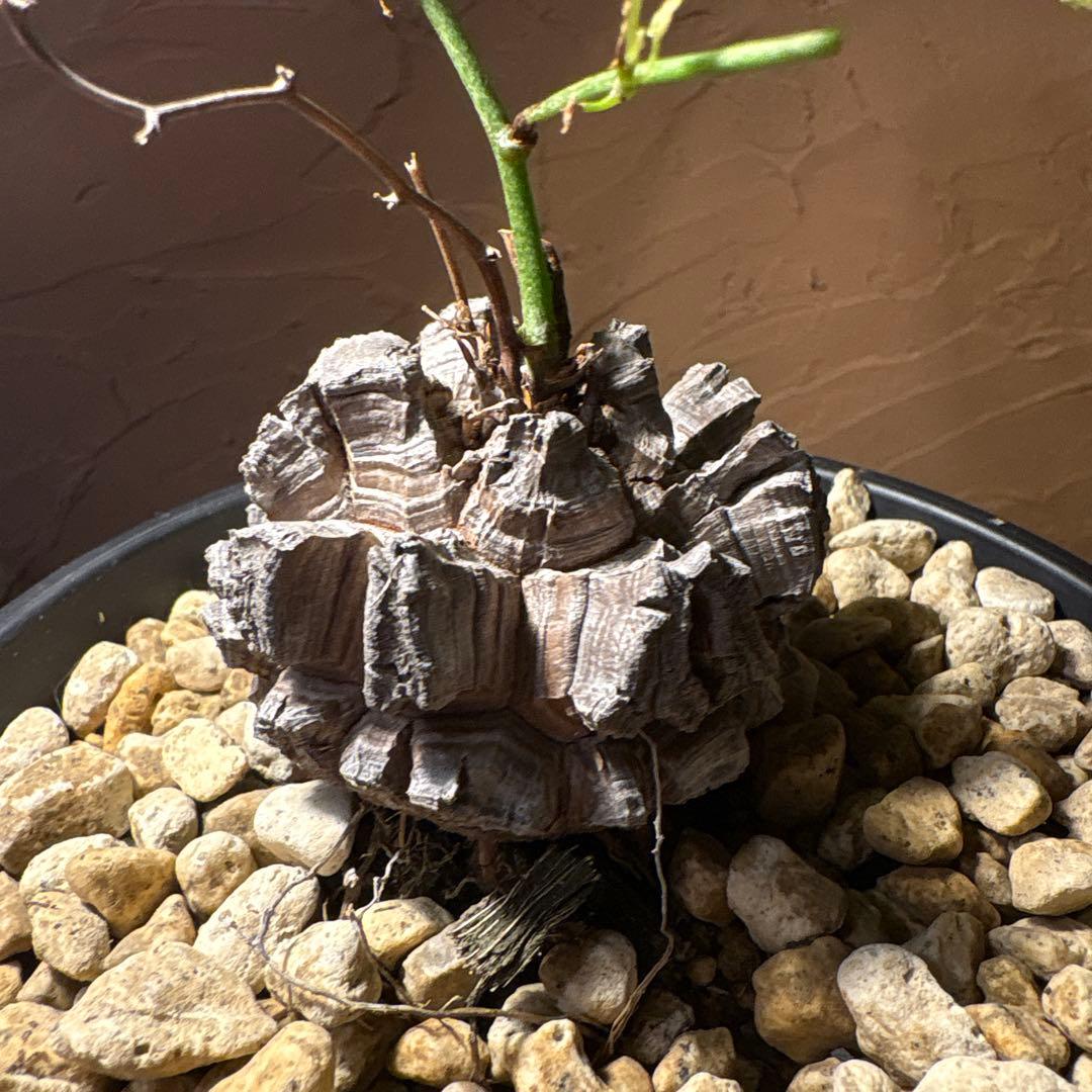 たく おまとめ4株 亀甲竜