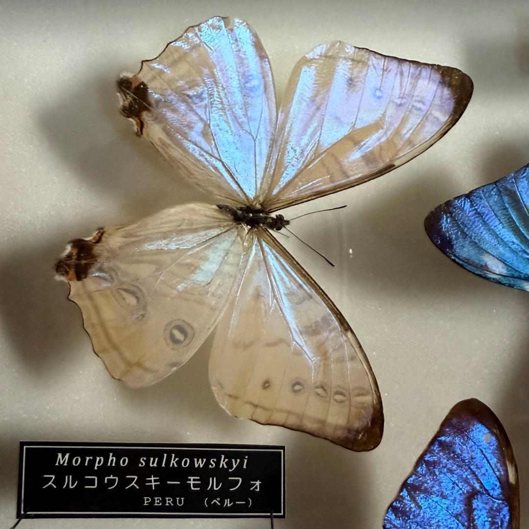 名和昆虫博物館　蝶の標本　5種類