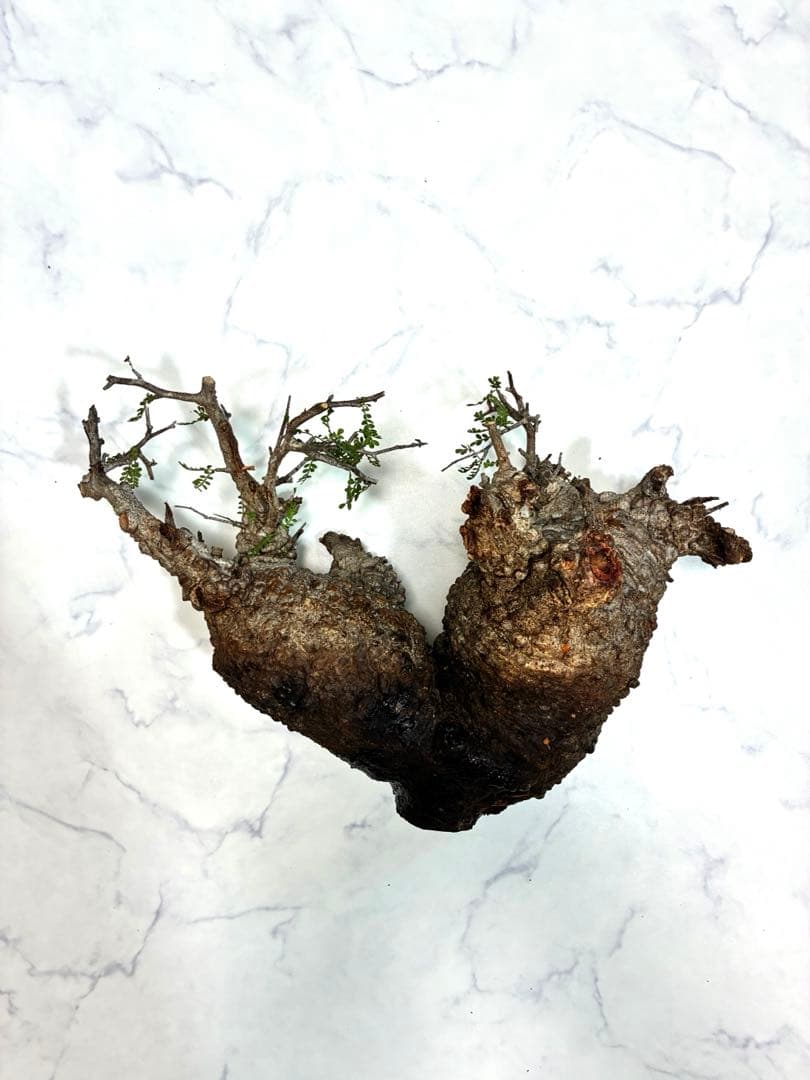 【本日ラスト最終値下げ】オペルクリカリアパキプス　ベアルート株