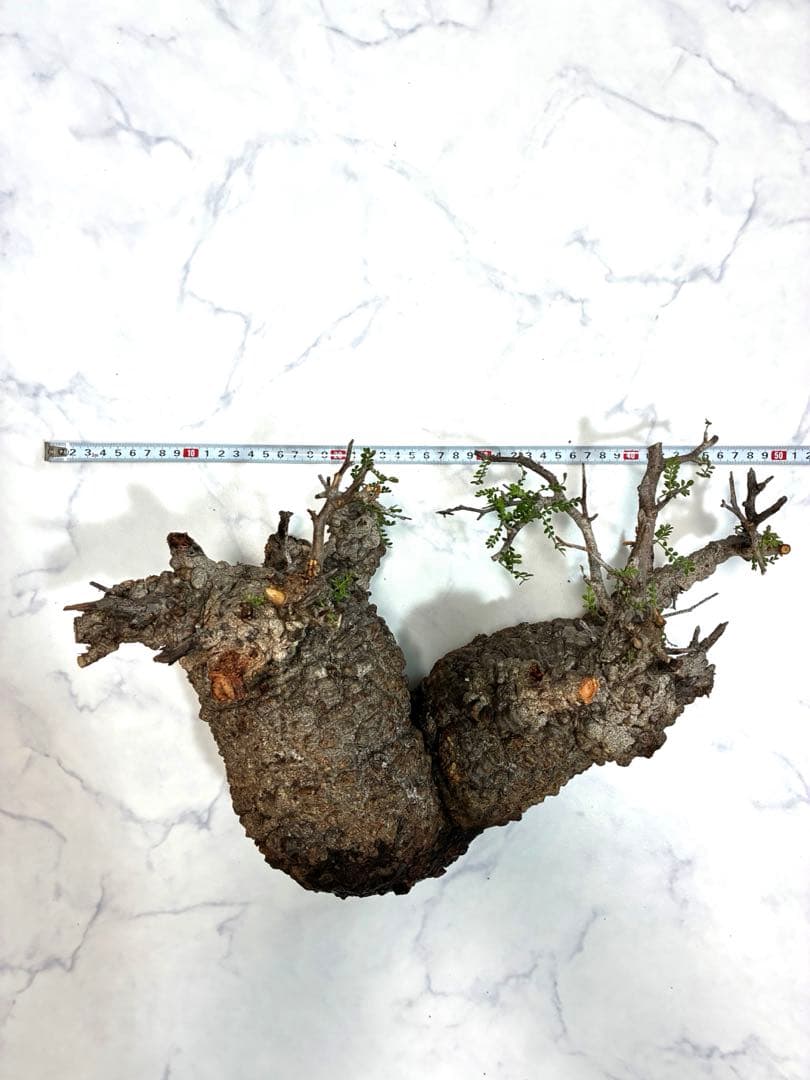 【本日ラスト最終値下げ】オペルクリカリアパキプス　ベアルート株