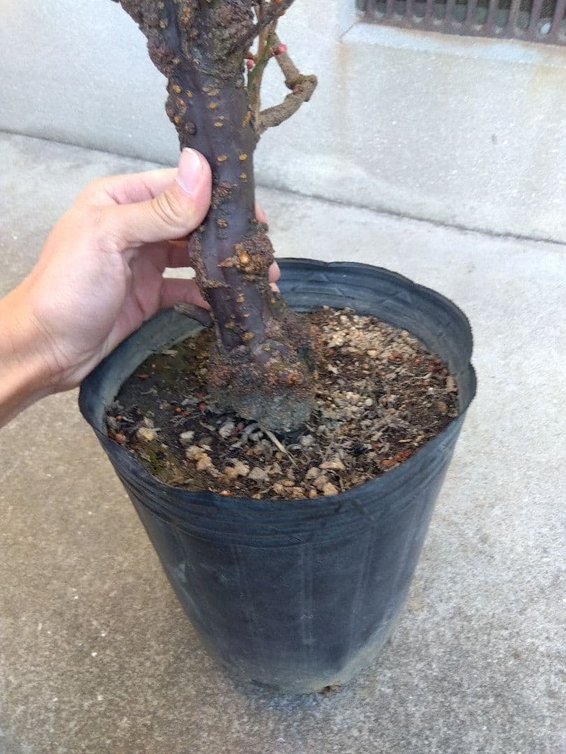 雲龍梅　古木　白花　７号ポットつき　特大❗　③