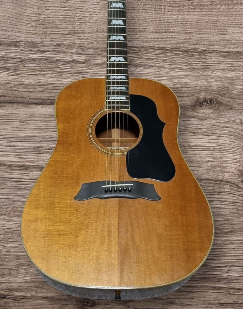 Morris MG-50 アコースティックギター ギター モーリス 楽器