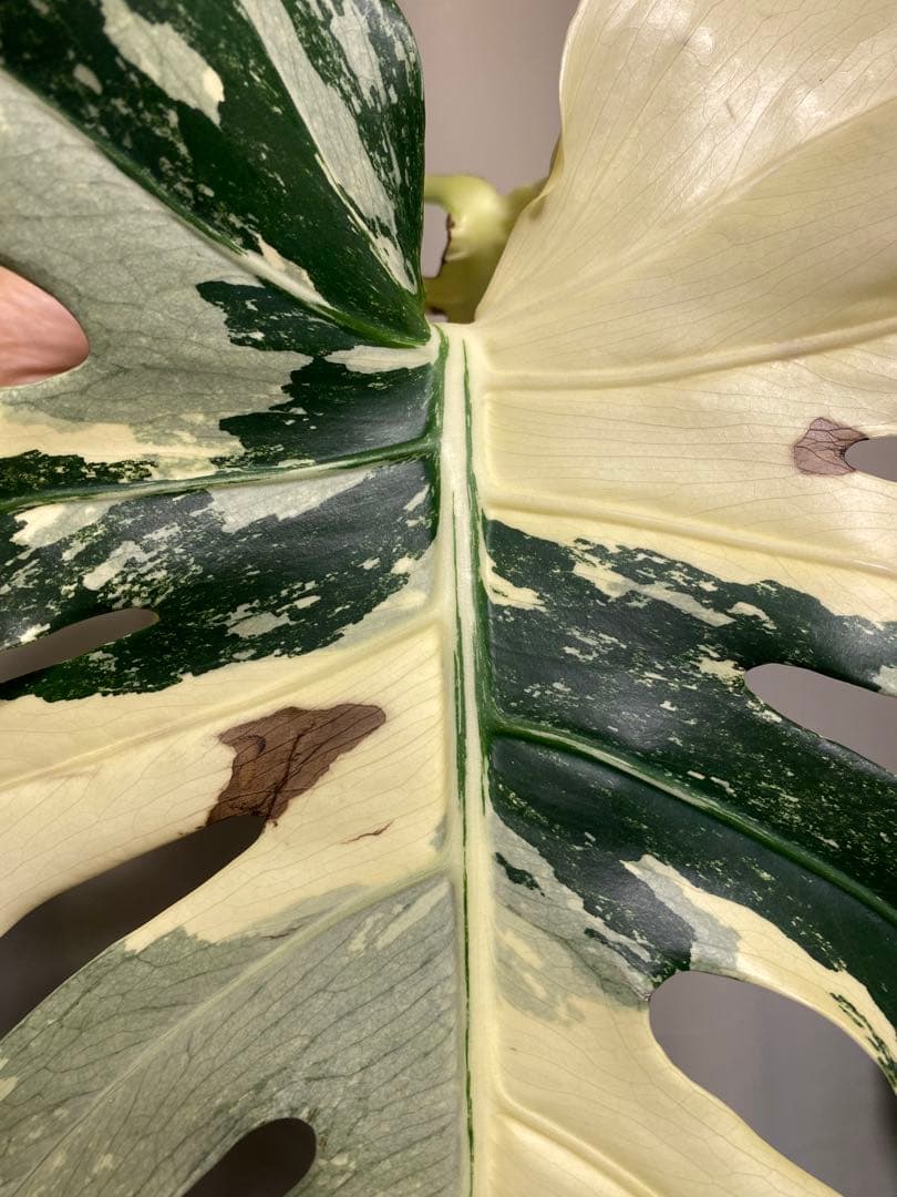 b*r様 Monstera deliciosa 'White Tears'白斑