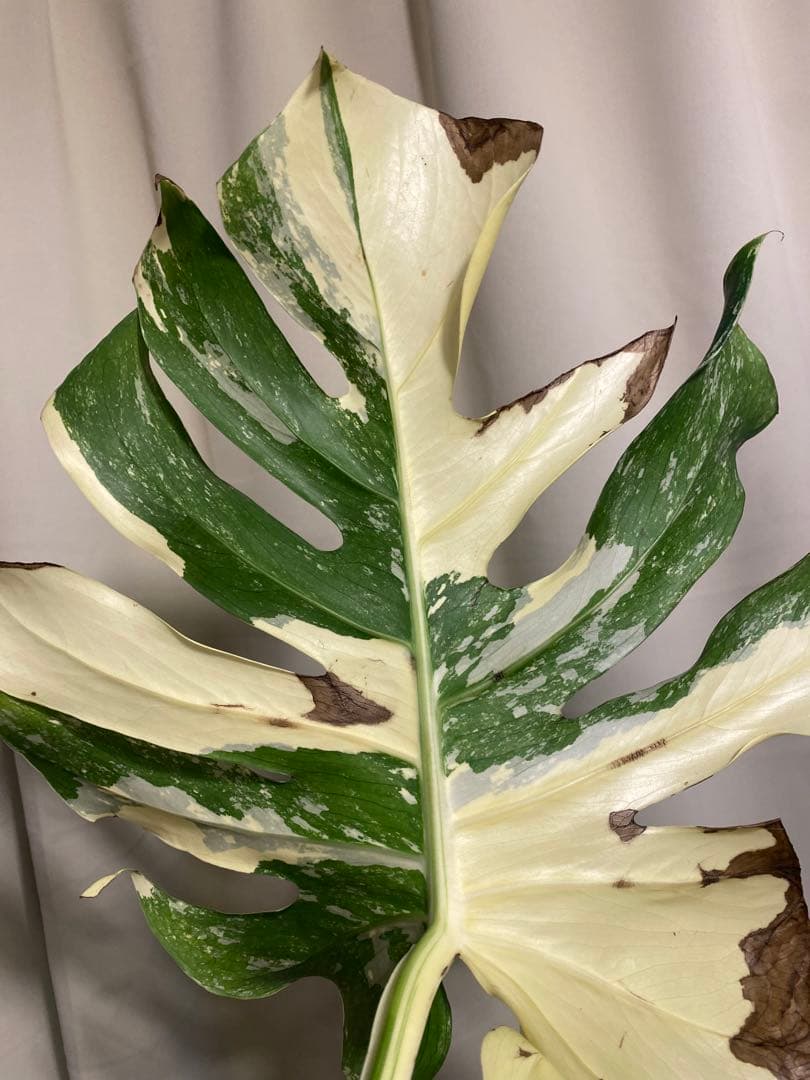b*r様 Monstera deliciosa 'White Tears'白斑