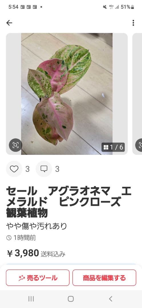 セール　アグラオネマ　エメラルド　ピンクローズ　観葉植物