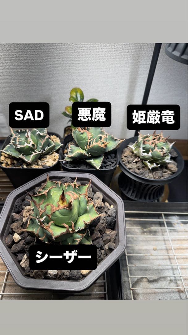 アガベ コレクション シーザー 悪魔 姫厳竜 SAD