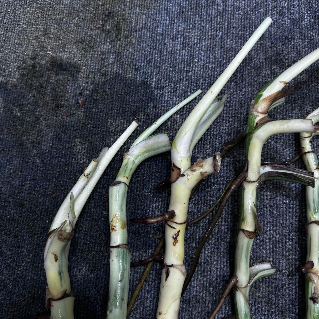 a*a様 斑入りモンステラホワイトタイガー茎7株おまとめ