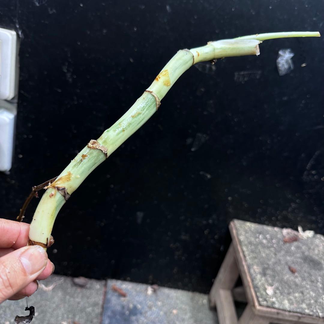 a*a様 斑入りモンステラホワイトタイガー茎7株おまとめ