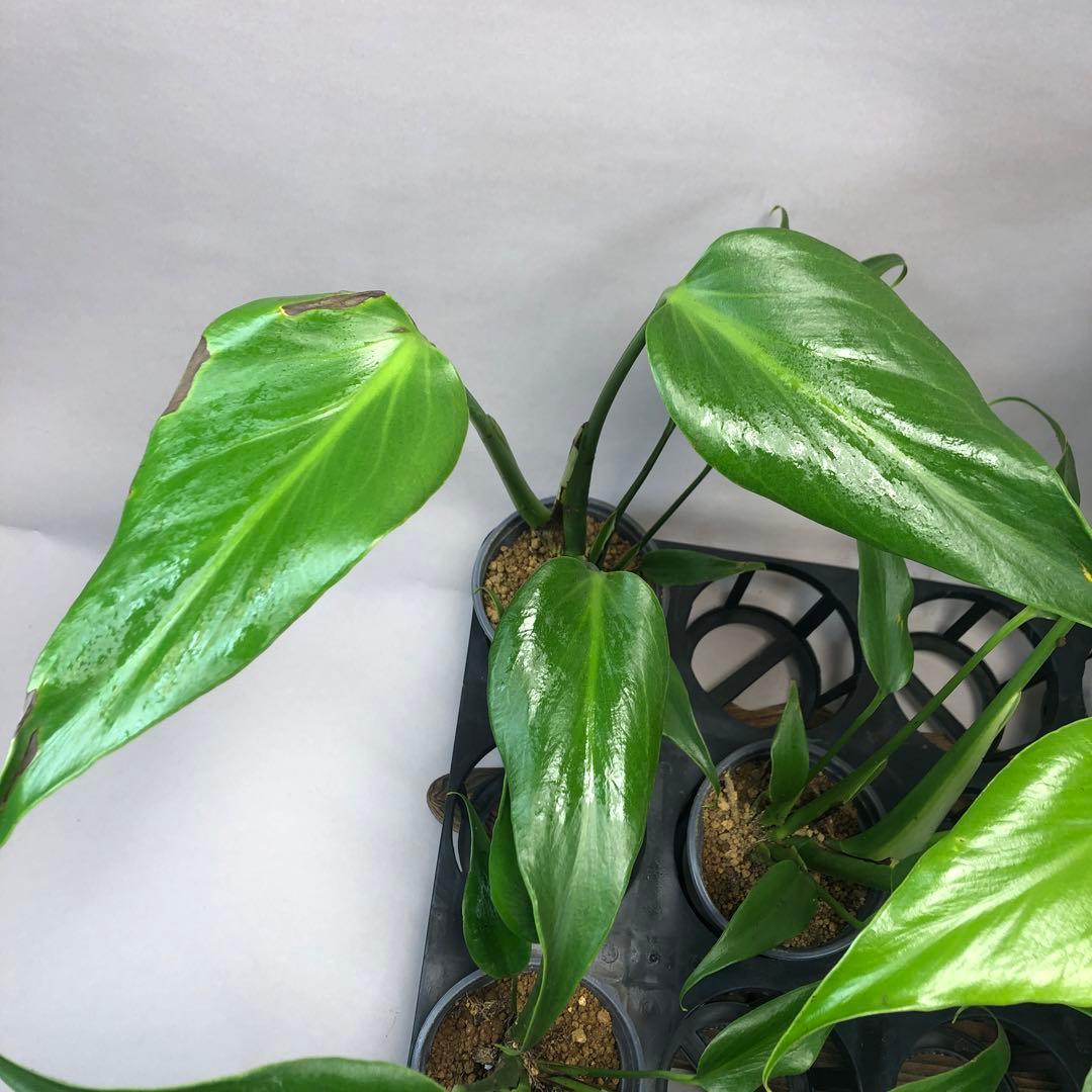 ち*え様 5株セットms58訳ありモンステラ バールマルクスフレーム