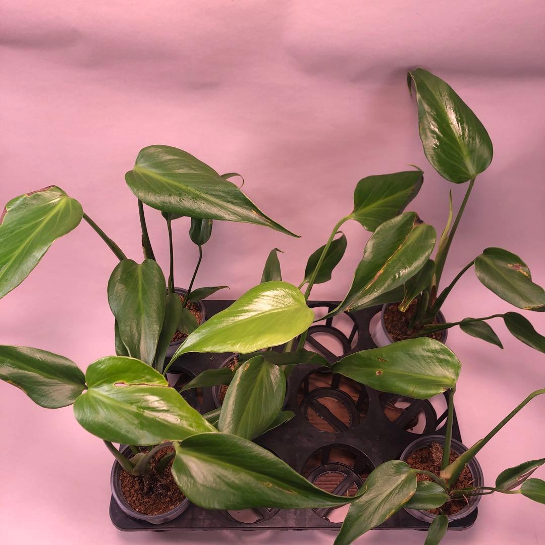 ち*え様 5株セットms58訳ありモンステラ バールマルクスフレーム