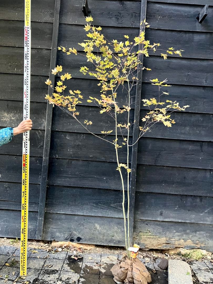 103 山採り　コハウチワカエデ