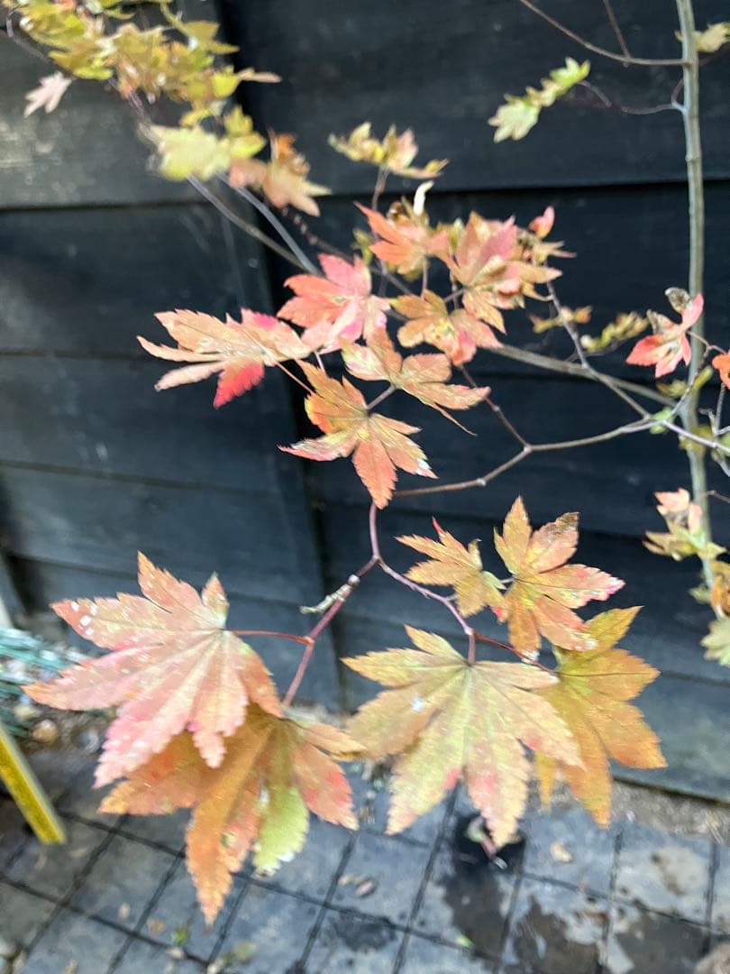 103 山採り　コハウチワカエデ