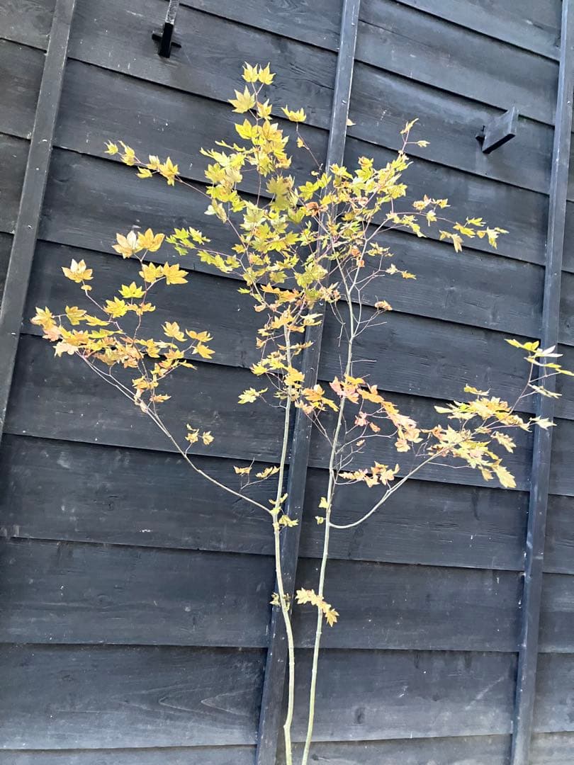 103 山採り　コハウチワカエデ