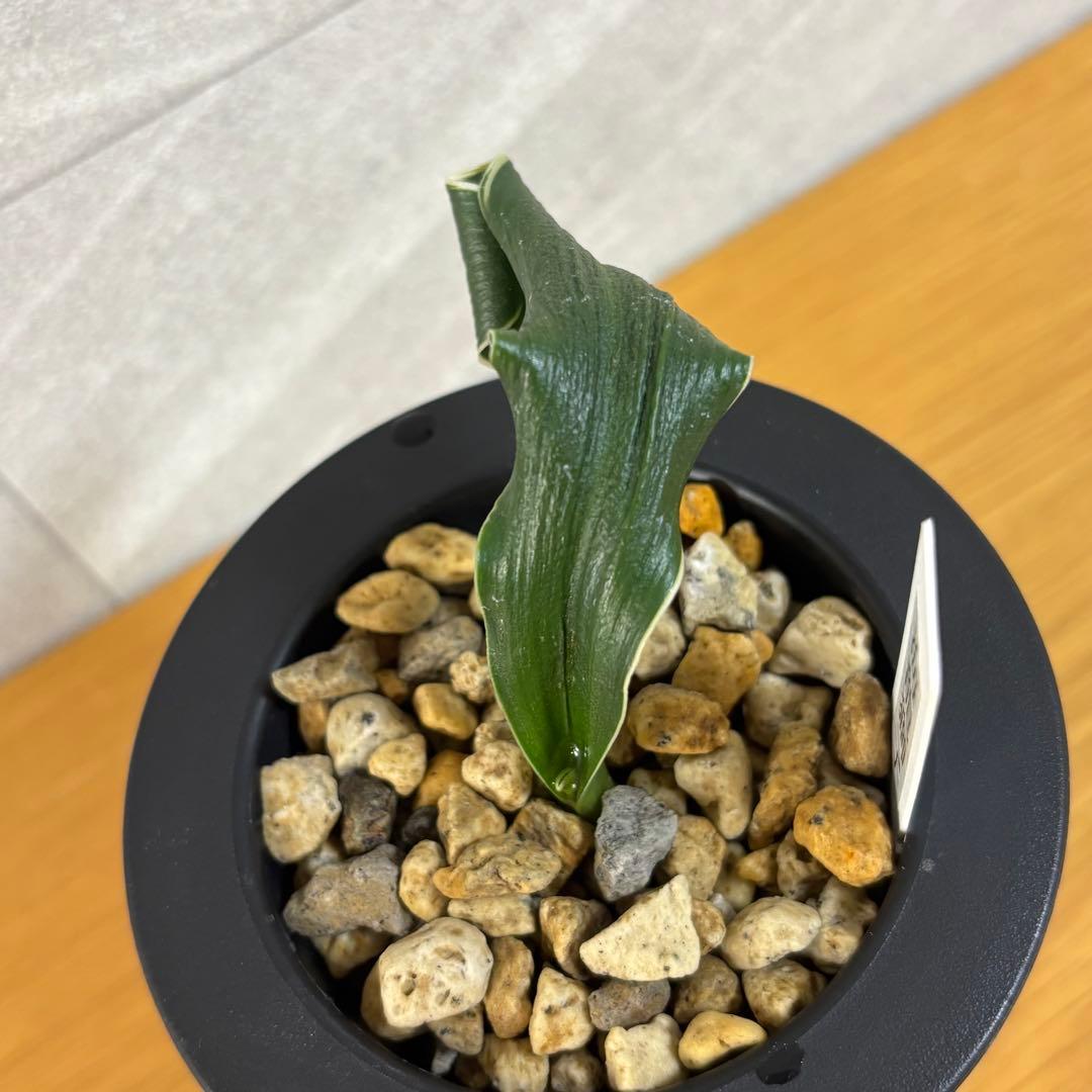 万年青　海龍獅子　獅子系　銘鑑金文字