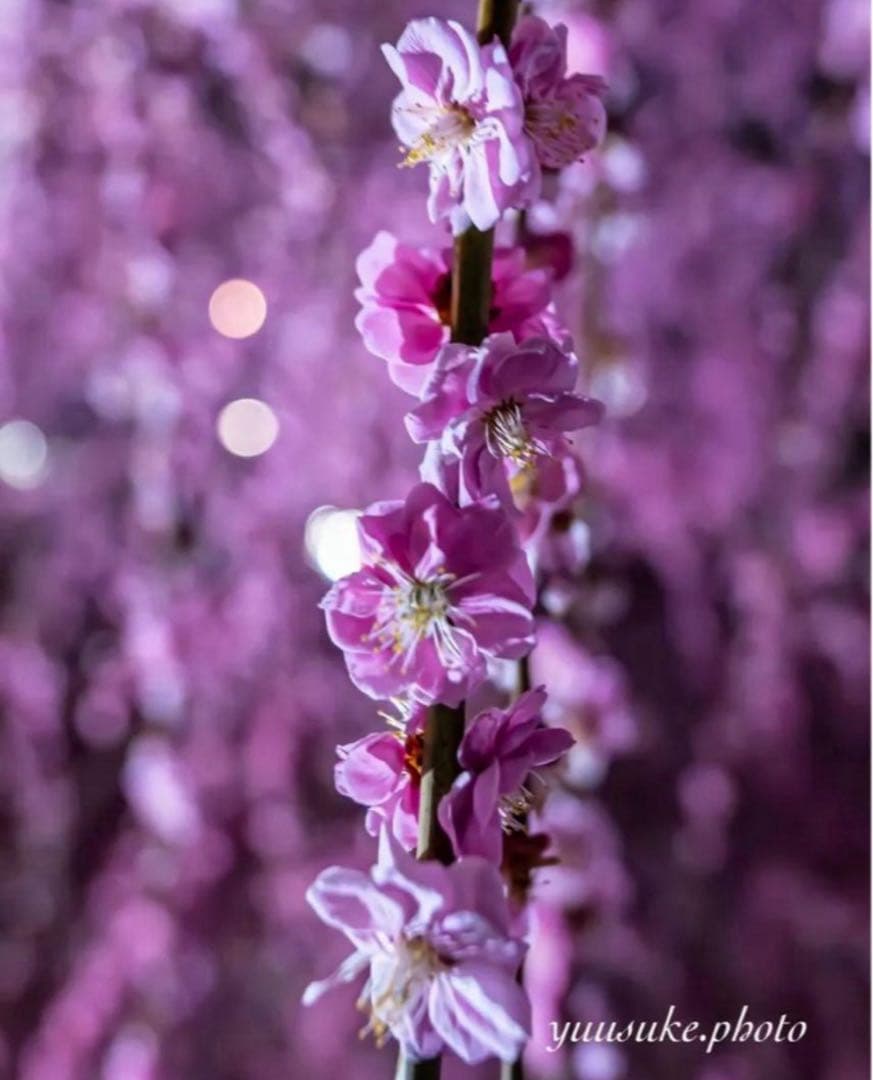 シマボシラスターリッチクリーム ＷリペアセラムＷリペアショット３点セット　新品