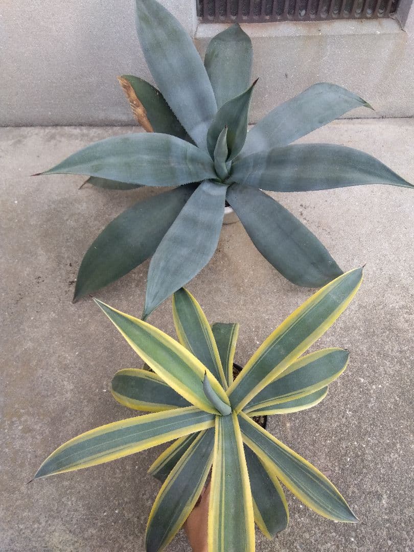 ☆JUN☆同梱価格　 ウェベリー　40＆70センチ