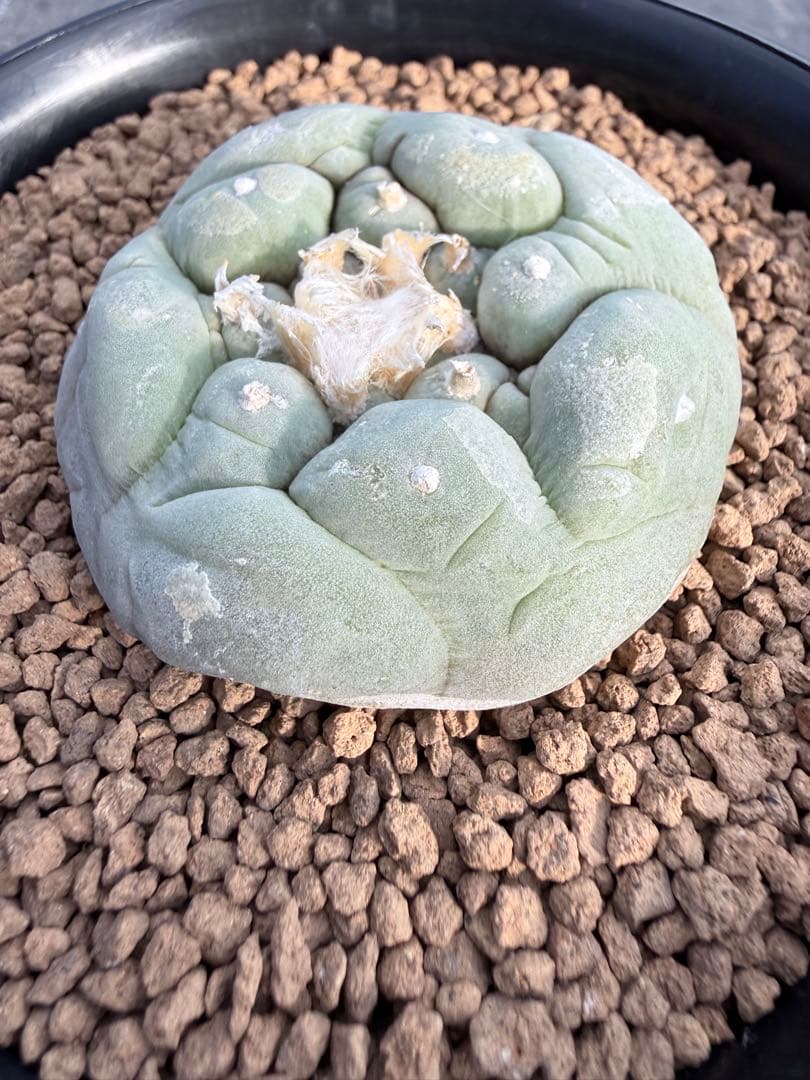 種永大疣銀冠玉　カキコ自根　サボテン ロホホラ　ロフォフォラ　鳥羽玉　テキサーナ