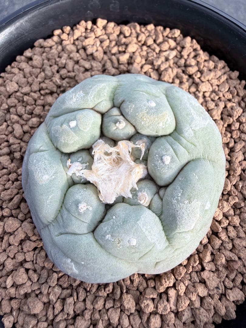 種永大疣銀冠玉　カキコ自根　サボテン ロホホラ　ロフォフォラ　鳥羽玉　テキサーナ