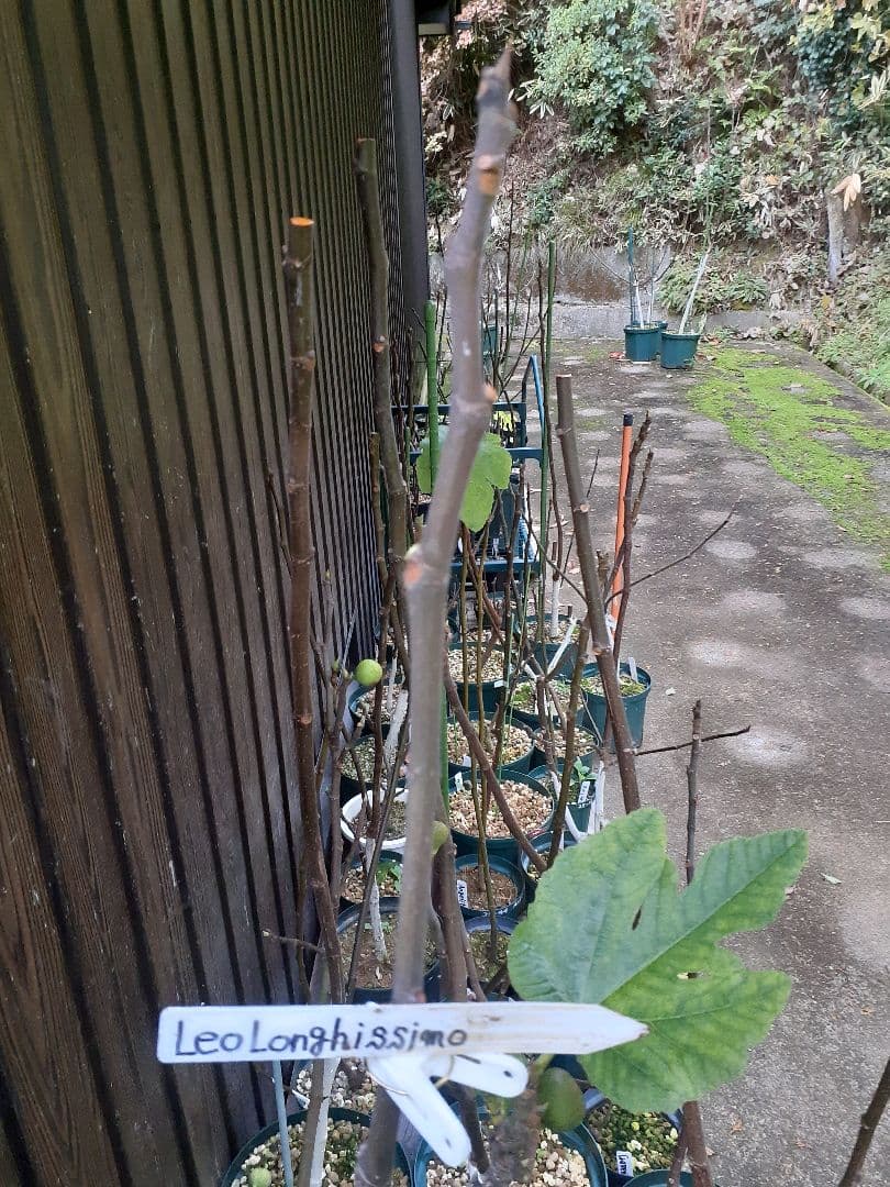 【専用】イチジク 穂木