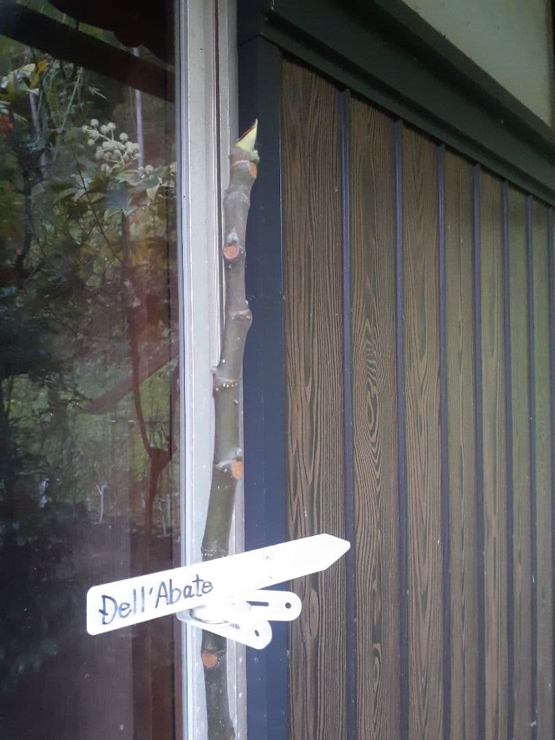 【専用】イチジク 穂木