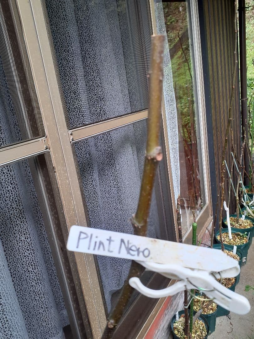 【専用】イチジク 穂木