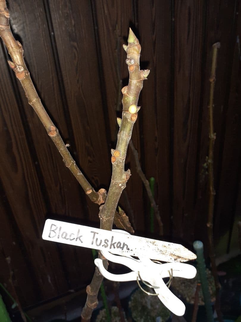 【専用】イチジク 穂木