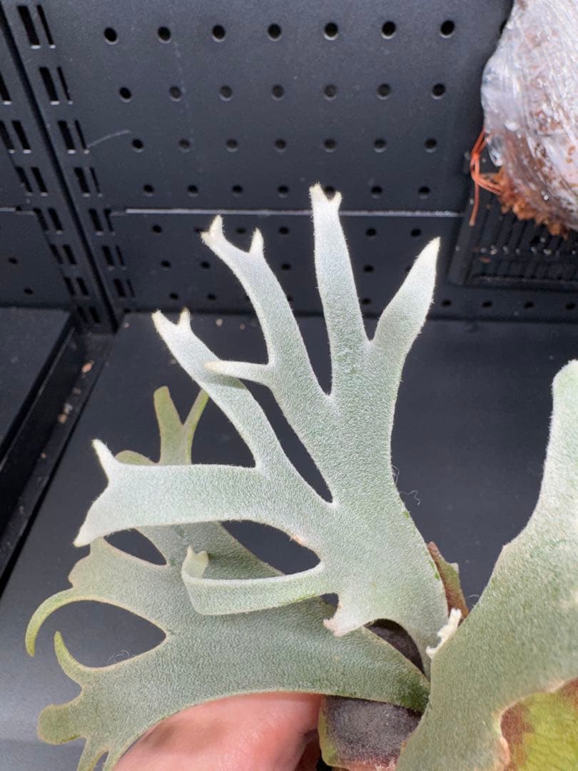 【平凡之鹿】YMDS Totoro HHRナーセリータグ付け #073