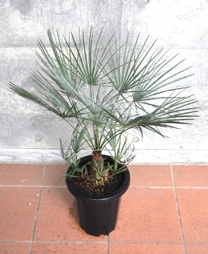 チャメロプス セリフェラ 8号 83cm