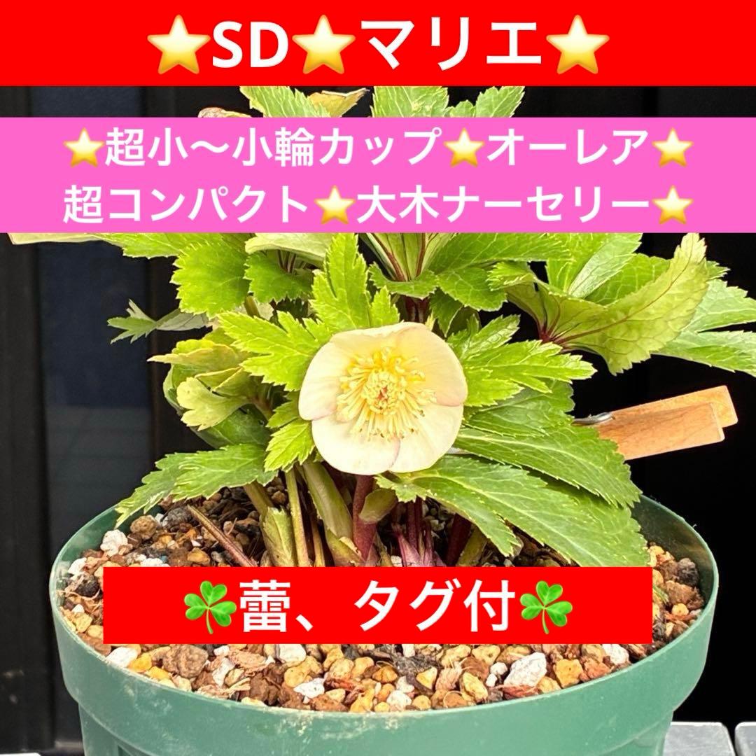 b*o様 3472☘️蕾タグ付☘️SD⭐️マリエ⭐️超小〜小輪カップ⭐️オーレア