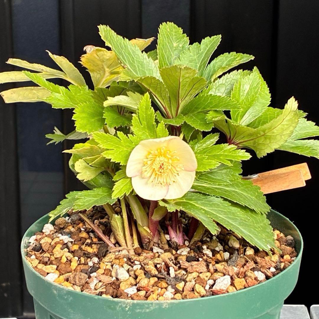 b*o様 3472☘️蕾タグ付☘️SD⭐️マリエ⭐️超小〜小輪カップ⭐️オーレア