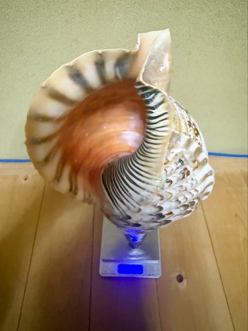 大型37㎝修験道法螺貝　密教　魔除け　山伏　熊よけ　ほら貝　ホラガイ