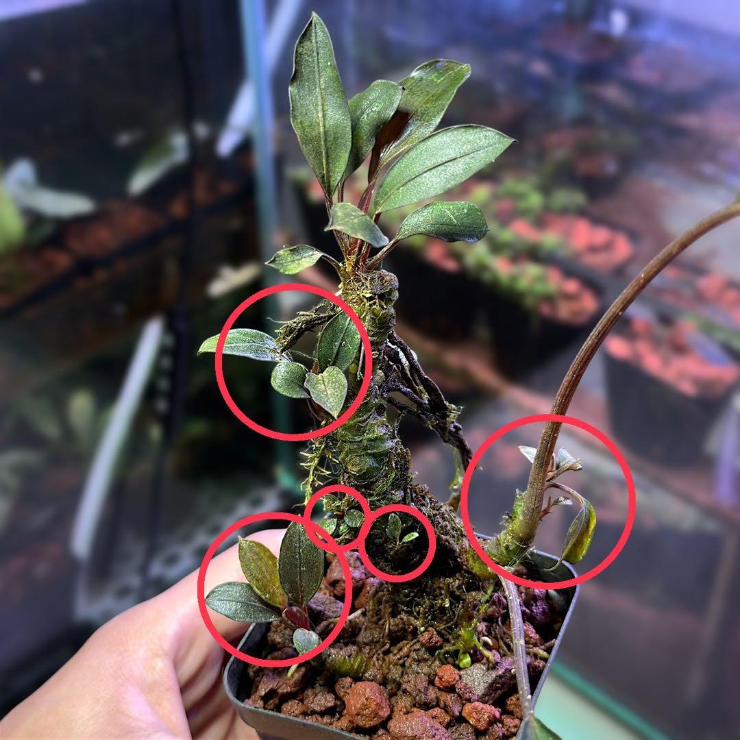 G*k様 ブセファランドラ Motleyana 新芽沢山あり　5株トリム可能