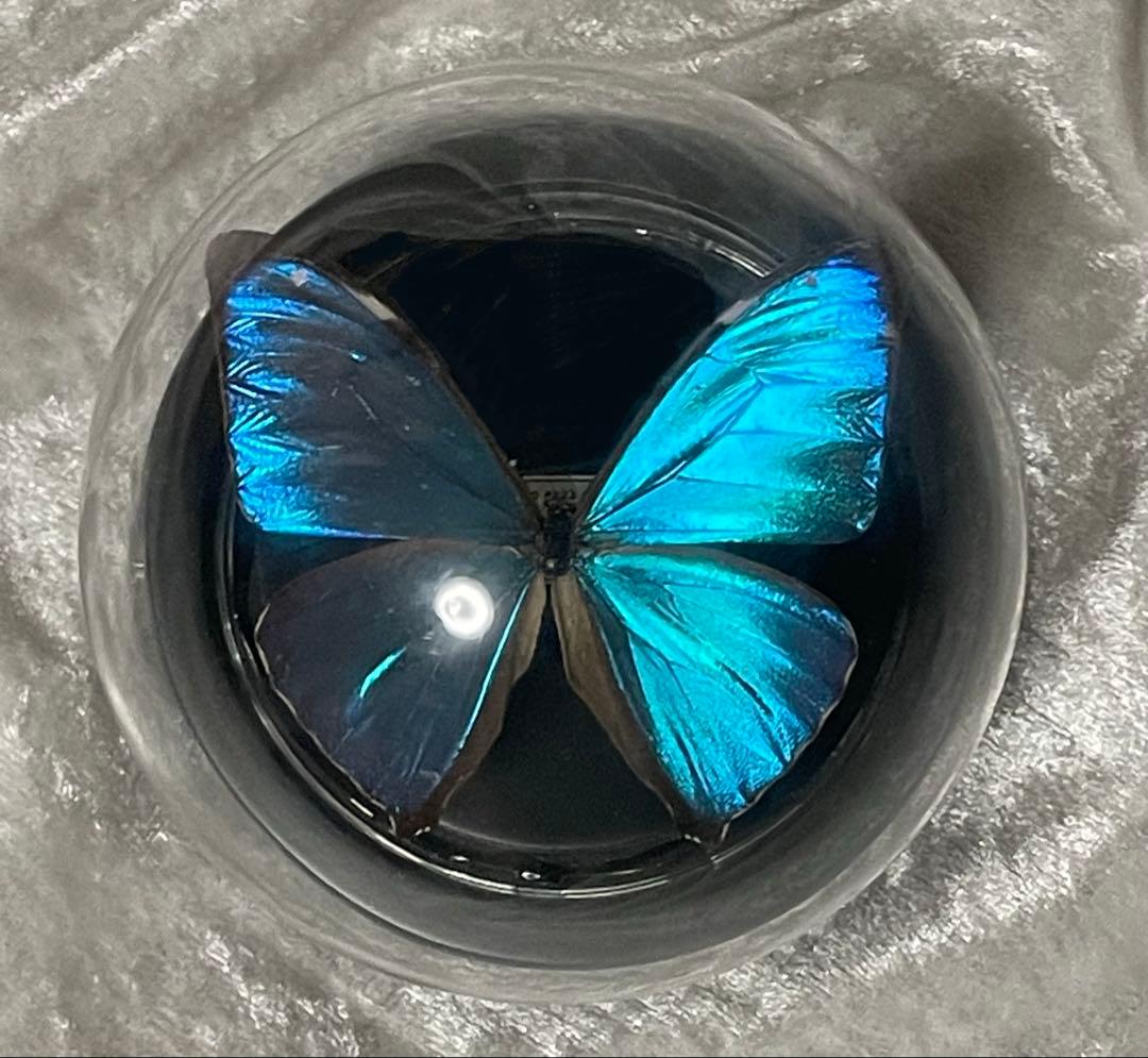 蝶 標本 モルフォ蝶 エガーモルフォ ガラスドーム アンティーク