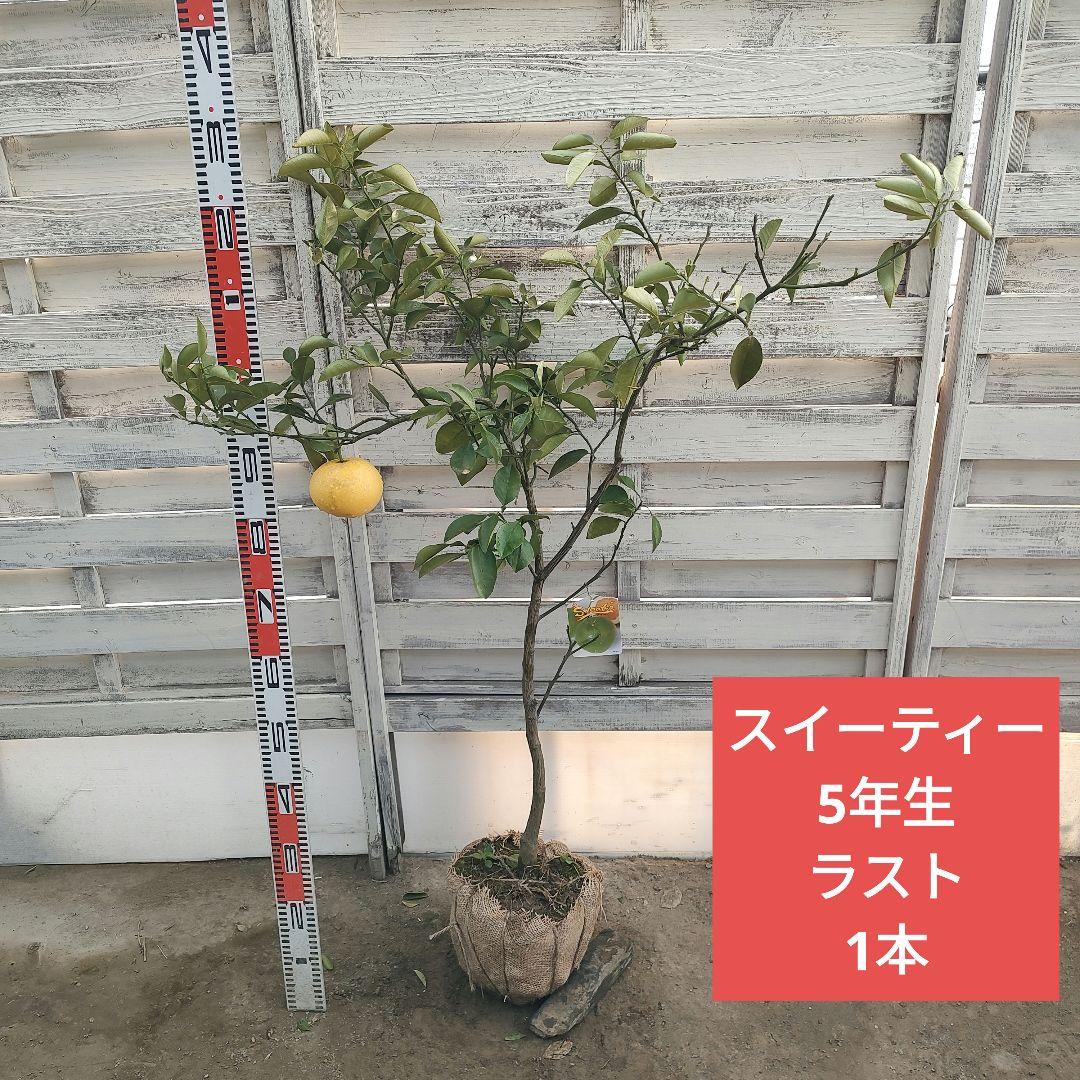 スイーティー 5年生 ラスト1本