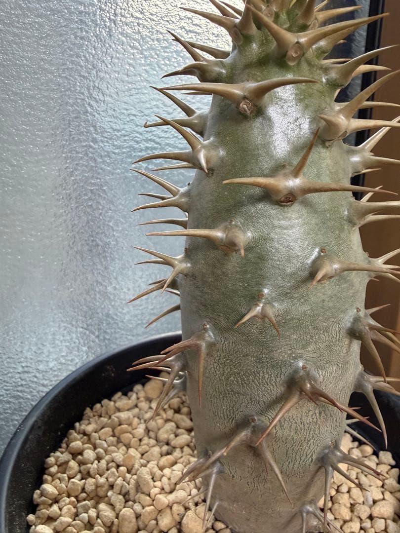 パキポディウム　アンボンゲンセ　良形