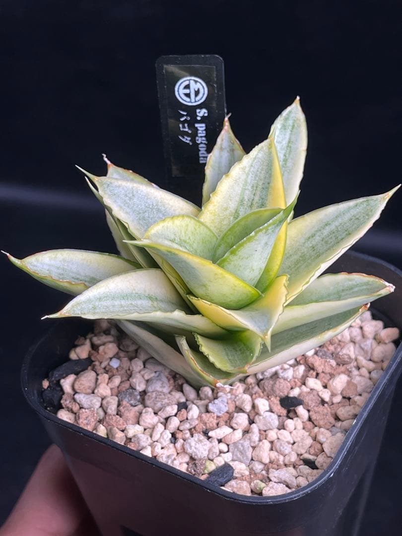 EMP サンセベリア パゴダ 斑入り / 選抜 SA358