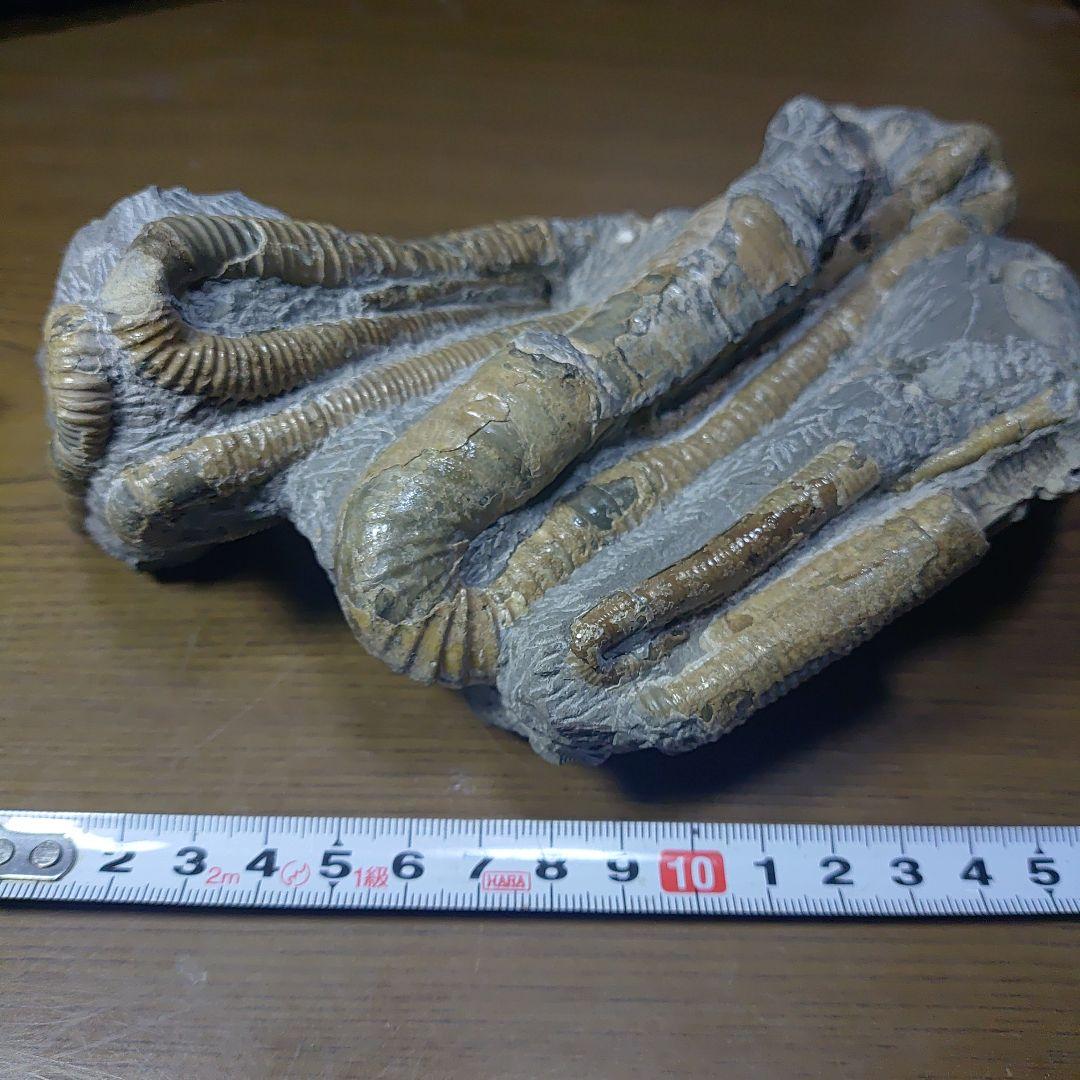 北海道アンモナイト ポリプチコセラス群生標本