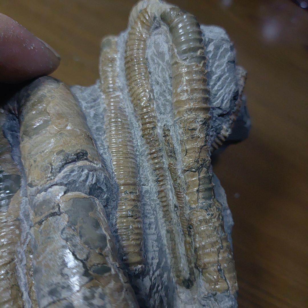 北海道アンモナイト ポリプチコセラス群生標本