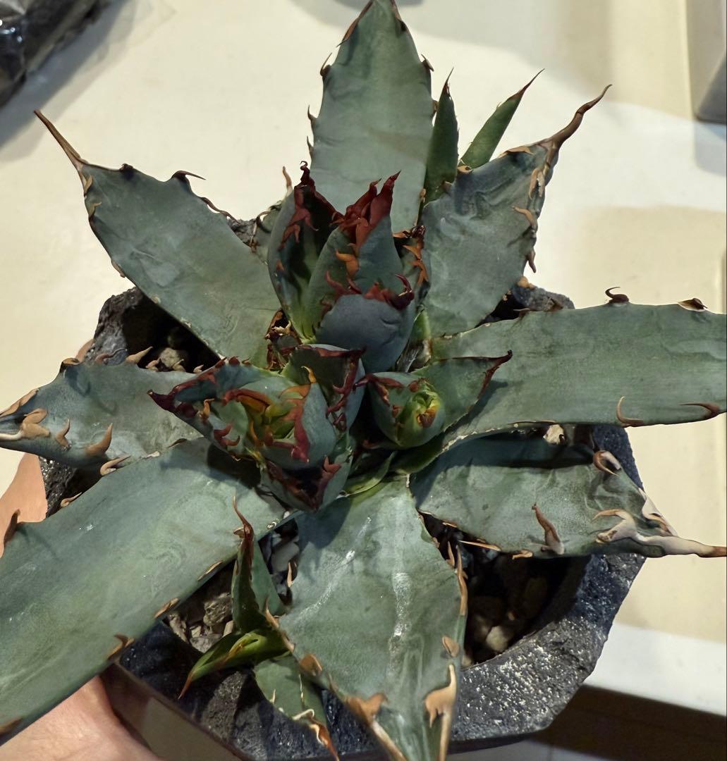 や*郎様 アガベ チタノタ BB × ユタエンシス hyb 子株【強ウネリ・青葉